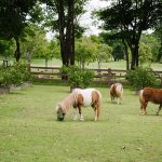 dining-gallery-40