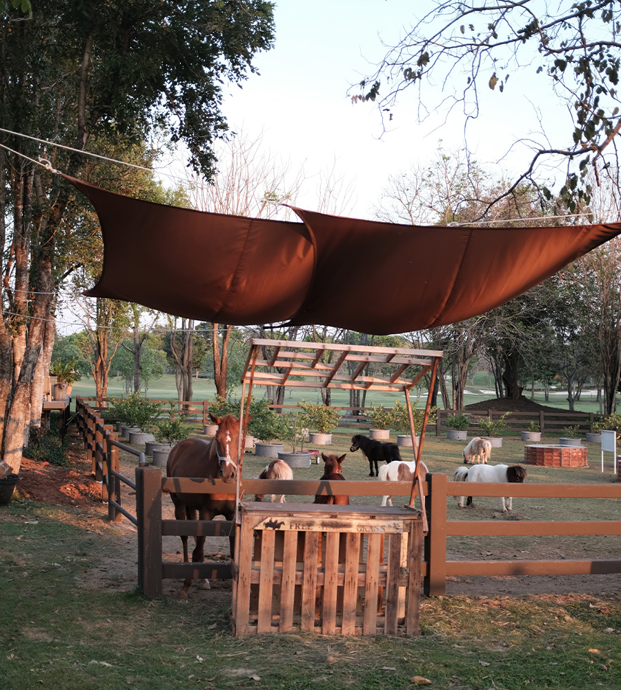 horse-club-08